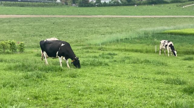 Herd of Dairy Cows Grazing in Swiss Alpine Meadow