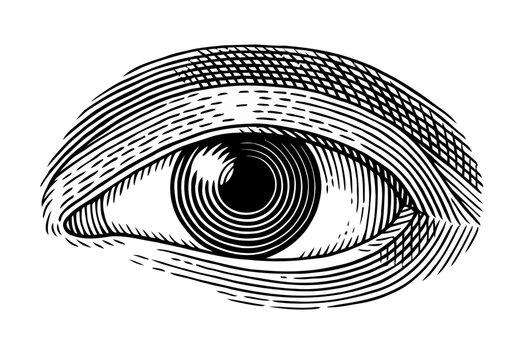 Engraved Human Eye Illustration with Detailed Line Art
