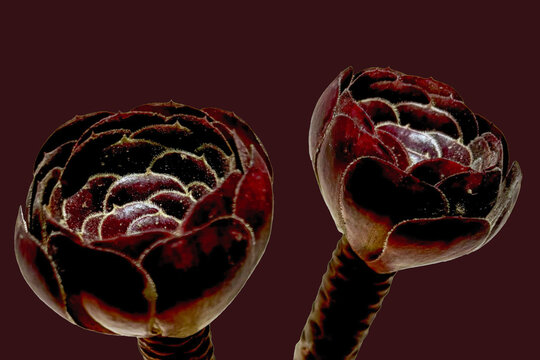 Close-up of Two Aeonium arboreum flowers in front of a purple background