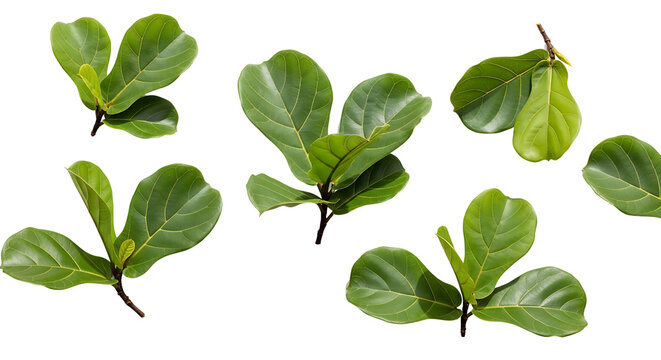 Isolated fiddle-leaf fig leaves and small branches with vibrant green foliage, arranged as individual design elements on a clean transparent background.