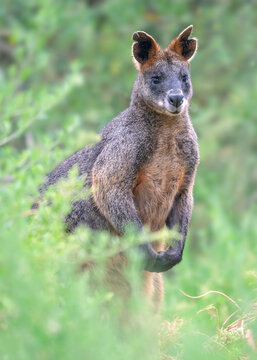 Close-up of a wild swamp wallaby (Wallabia bicolor) standing amongst lush green vegetation, Australia