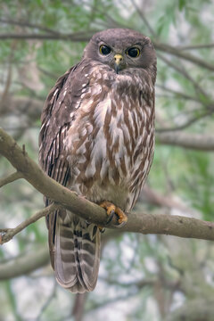 Close-up of a wild barking owl (Ninox connivens) perched on a tree branch in a forest, Australia
