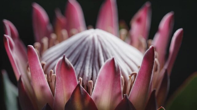Closeup of a pink protea flower with white center and dark background
