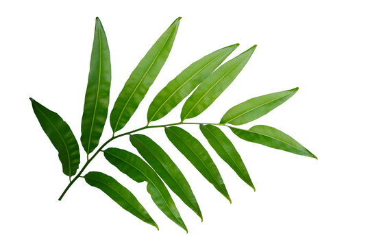 Tropical fern leaf isolated on white background, Green foliage pattern for design element.