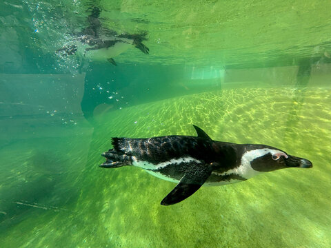 Side view of a Penguin swimming underwater and a one at the water's surface in a zoo enclosure