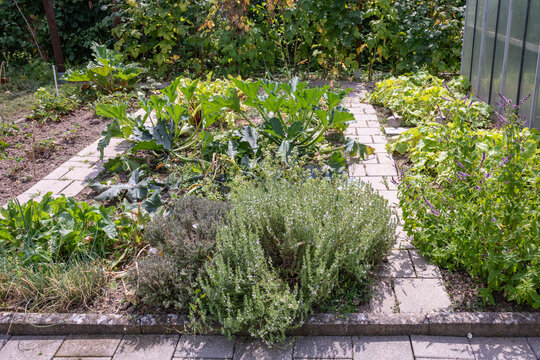 Herb and vegetable garden in a German allotment garden