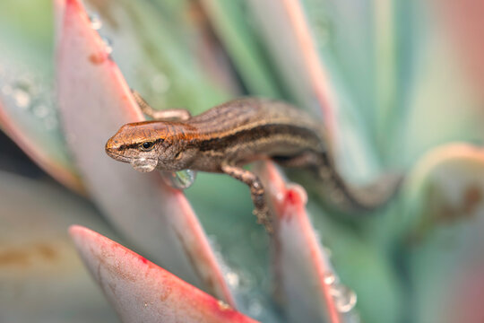 Close-up side view of a wild common garden skink (Lampropholis guichenoti) on an Echeveria elegans plant with morning dew, Australia