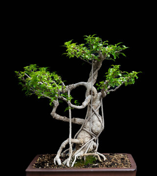 Beautiful bonsai tree against black background
