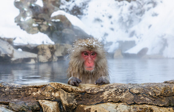 Portrait of curious Japanese Macaque soaking in hot spring, Nagano prefecture, Japan