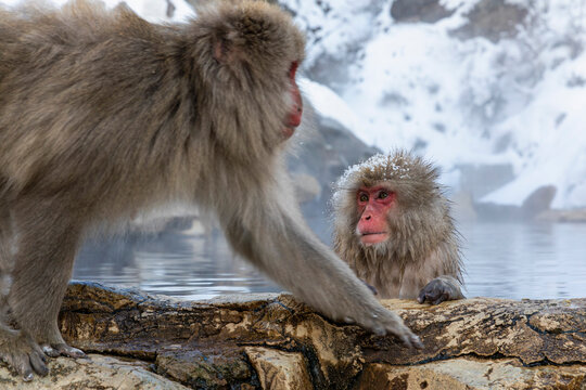 Red-faced Japanese Macaques at snowy hot spring, Nagano Prefecture, Japan