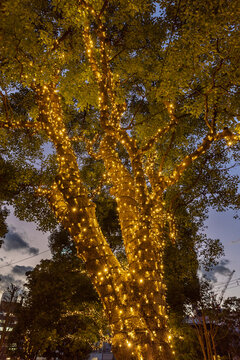 Low angle view of string lights wrapped around trunk and branches of tall tree, Tokyo, Japan