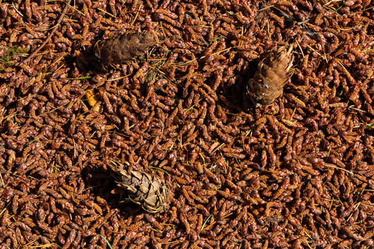 Dried conifer pollen as background with cones