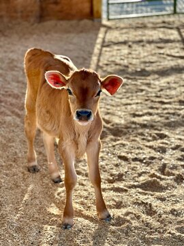 Close-up of a brown calf standing in an animal pen