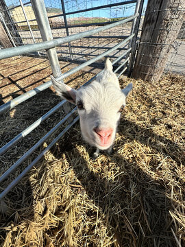 Close-up of a white baby goat standing in an animal pen
