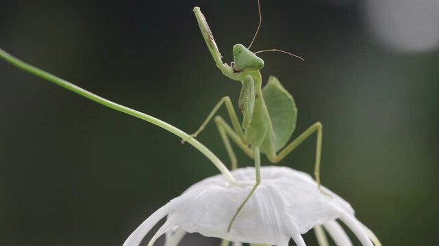Close-Up of a green praying mantis (Tenodera sinensis) on a flower