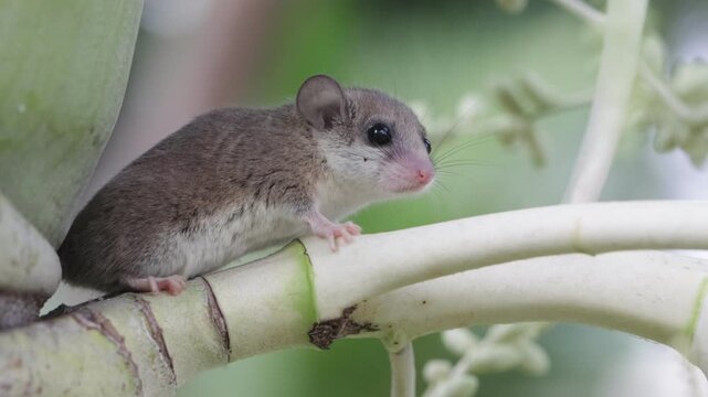 Adorable African pygmy dormice on palm tree, Close-up African pygmy dormice climbing on palm tree
