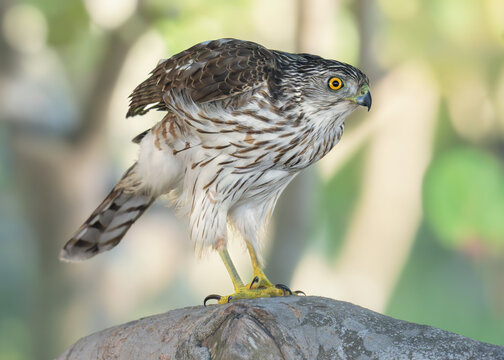 Close-up side view of a juvenile Cooper's hawk (Astur cooperii) perched on a branch in a forest, Florida, USA