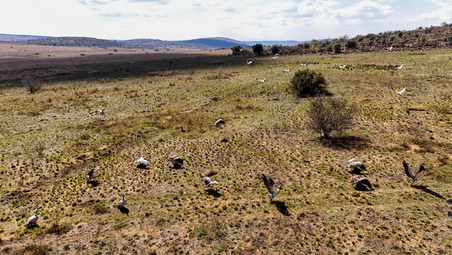 Aerial view of a flock of vultures taking flight over the vast savanna landscape with rolling hills under a bright sky in Waterberg District Municipality, Limpopo, South Africa.