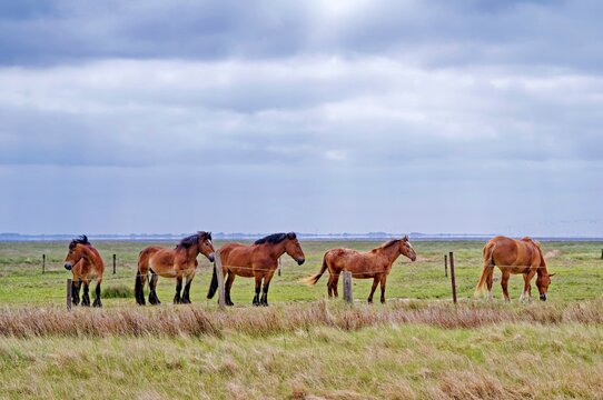 Five brown horses standing in a row in a field at dusk, Juist, East Frisia, Lower Saxony, Germany