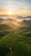 Obraz premium Sunrise over Munnar tea plantation