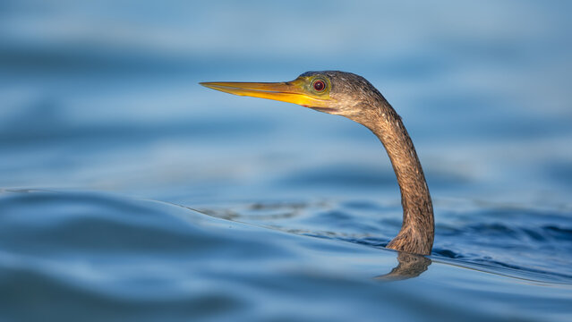 Close-up of a wild anhinga (Anhinga anhinga) swimming in the sea with its head above water, Sarasota, Florida, USA