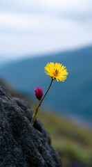 Obraz premium A yellow bloom and pink bud emerge from rocky terrain with blurred blue hills