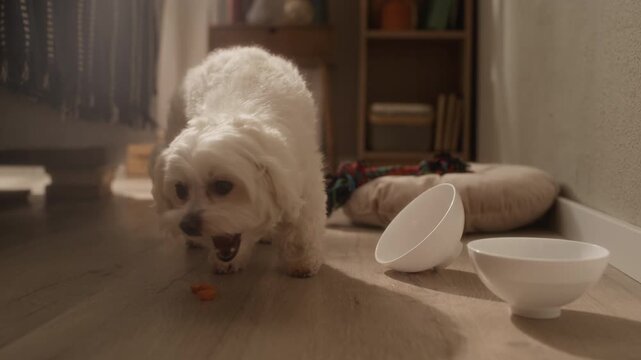 Eye level shot of cute fluffy white Maltese dog eating small treat from wooden floor beside empty bowls in cozy sunlit apartment
