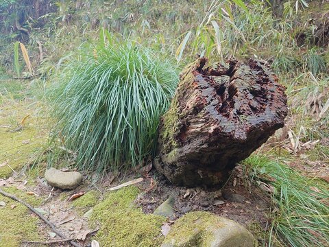 Old decayed tree stump with green moss and wild grass in the forest