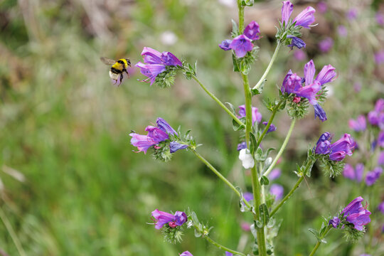 Bumblebee pollinating purple viper's bugloss wildflowers outdoors