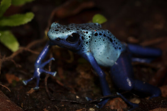 Close-up of a blue poison dart frog (Dendrobates tinctorius azureus) in the leaf litter in a tropical rainforest, Indonesia