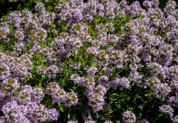 Fototapeta premium Dense carpet of blooming creeping savory (Satureja montana var. illyrica), a beautiful bee friendly ground cover plant and also an aromatic kitchen herb