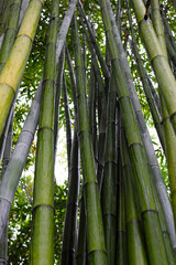 Obraz premium Green bamboo forest at Chengdu Research Base of Giant Panda Breeding