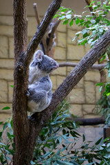 Obraz premium A cute fluffy koala clinging to a tree branch at Higashiyama Zoo in Japan.