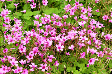 Obraz premium Pink Oxalis blossoms with green leaves in the garden.