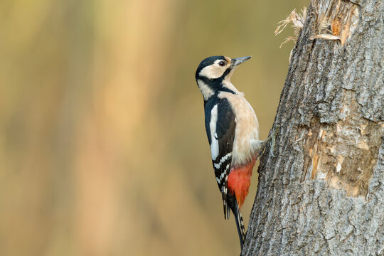 Great spotted woodpecker perched on tree trunk in forest habitat