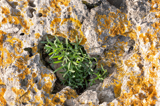 Wild edible seaside herb sea fennel (Crithmum maritimum), rock or Mediterranean samphire, growing from coastal limestone with orange lichen.  Foraged Mediterranean plant in natural habitat, top view.