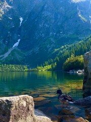 Wild Mallard duck on a scenic mountain lake Morskie Oko in Zakopane, Poland. © Darja