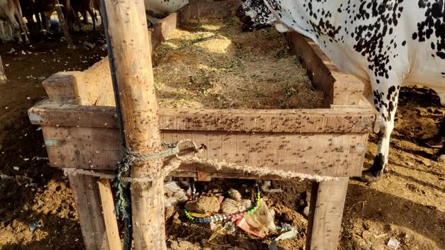 Cow resting on wooden plank and eating hay while flies surround it at dusty Lyari cattle market before Eid ul Adha