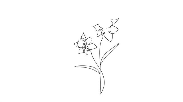 Continuous single line animation of blooming daffodil flowers, minimalist floral design.