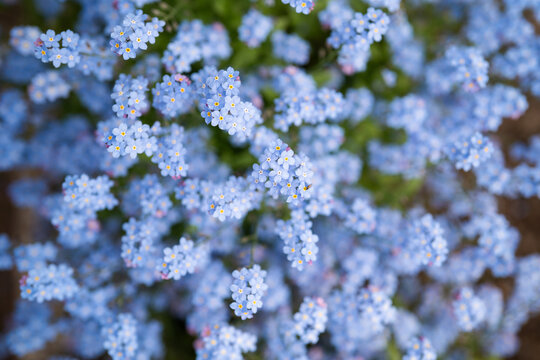 Flowerbed with blue ornamental tiny Forget-me-not blooming flowers at outdoor city garden, delicate spring decorative Myosotis sylvatica flowers blossoming outside, springtime and gardening hobby.