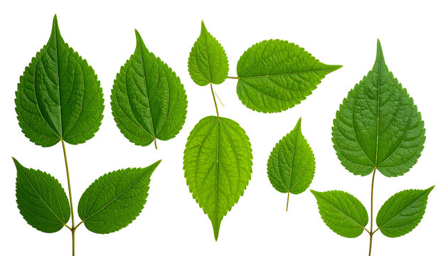 Collection of fresh green leaves with detailed texture and stems on a white background, natural elements for design
