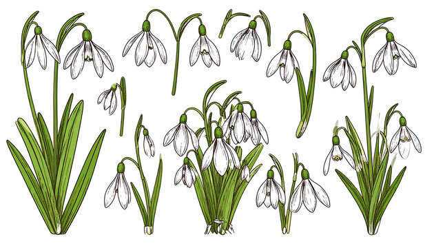 collection of snowdrop flowers with green leaves, springtime botanical elements