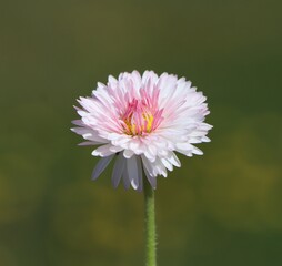 Lawn daisy, common daisy, English daisy (Bellis perennis) blooming in a garden © Rita Puteikytė