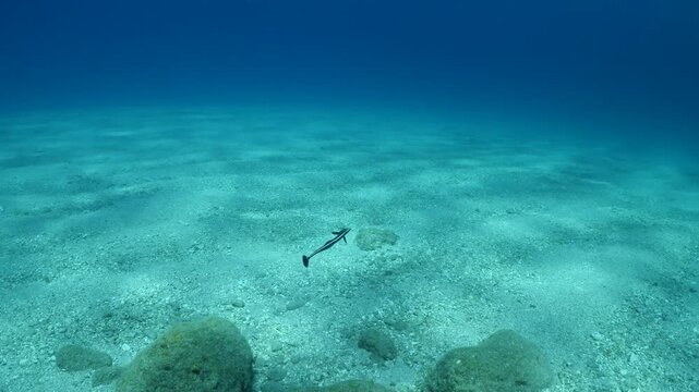 remora fish underwater slow motion swim in blue water pilotfish ocean scenery