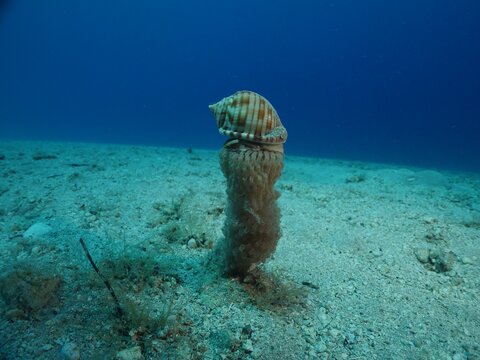 Bonnet Snail, Semicassis undulata on its eggs producing and fertilazing eggs behaviour ocean scenery of animal phalium granulatum underwater