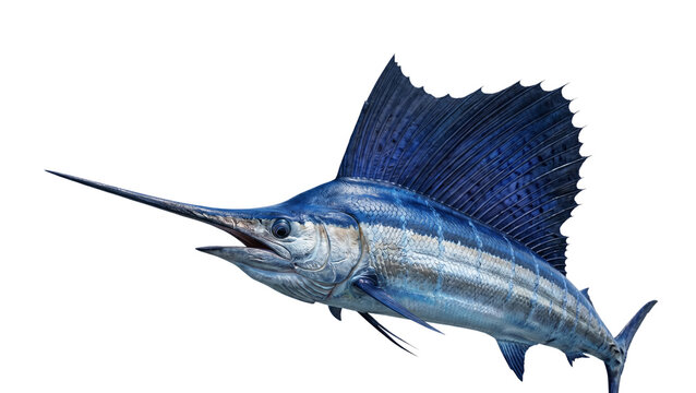 Blue marlin fish with extended bill and dorsal fin detailed photograph on transparent background sailfish swordfish ocean marine life sea