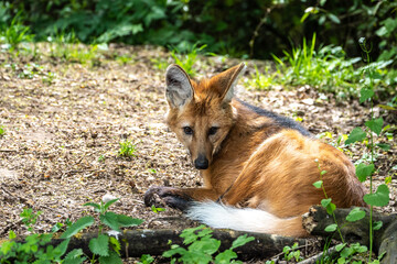 Fototapeta premium The Maned Wolf, Chrysocyon brachyurus is the largest canid of South America