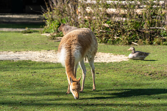 Vicunas, Vicugna Vicugna, relatives of the llama in a German park