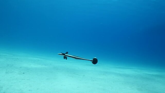remora fish underwater slow motion swim in blue water pilotfish ocean scenery