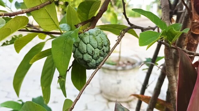 soursop fruit on a tree. 4k video